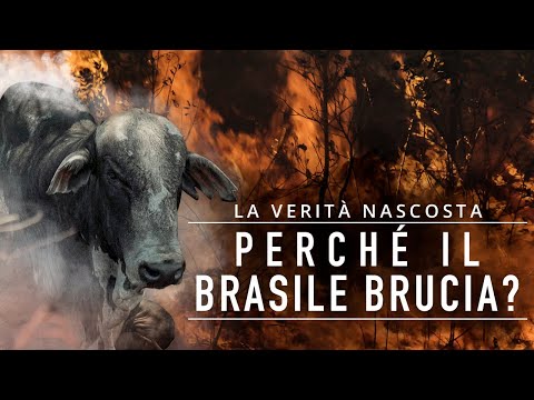 L’industria della carne dietro deforestazione e incendi: ecco perché il Brasile brucia
