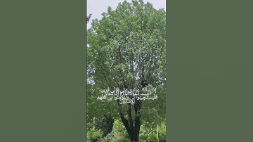 اكتب شيء تؤجر عليه ✨❤️ ولا تنسى المتابعة #قران_كريم #قرآن #quran #سورة_البقرة  #دعم_اليوتيوب #دعم