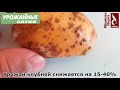 Только ТАК можно оздоровить клубни картофеля! Все о выборе семян и их избавлении от болезней!