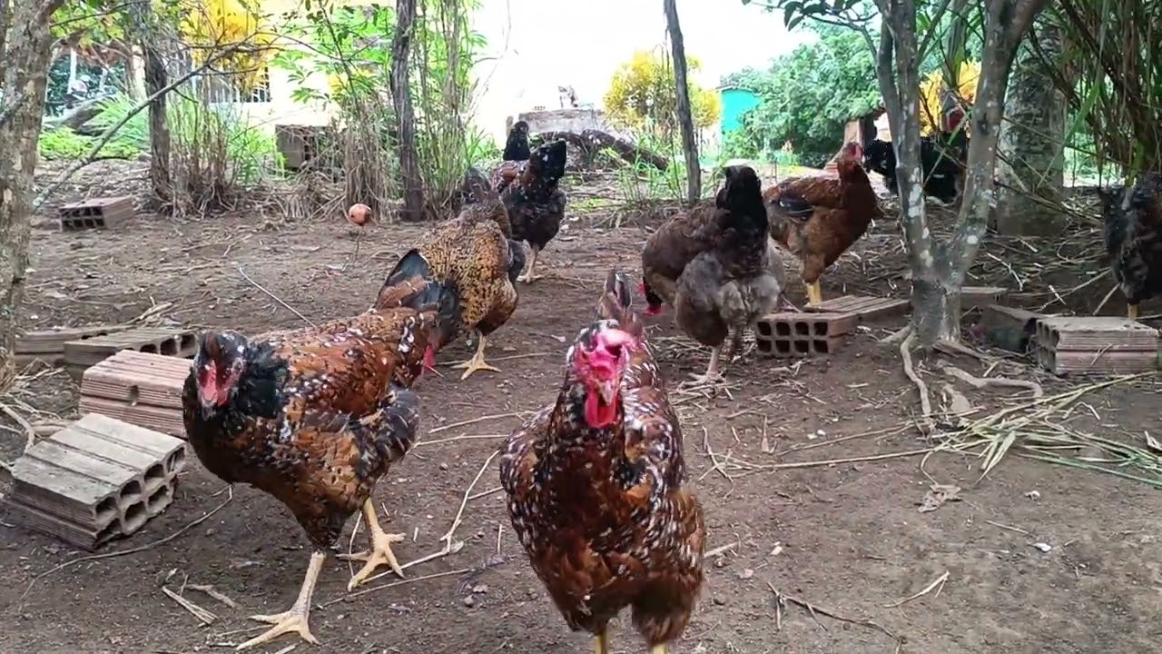 Vejam como está nossas galinhas sertaneja balão 🐔 nosso whatsapp 81997425003