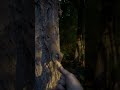 Hand Feeding Flying Squirrels Peanuts at a Tree at the Edge of the Woods
