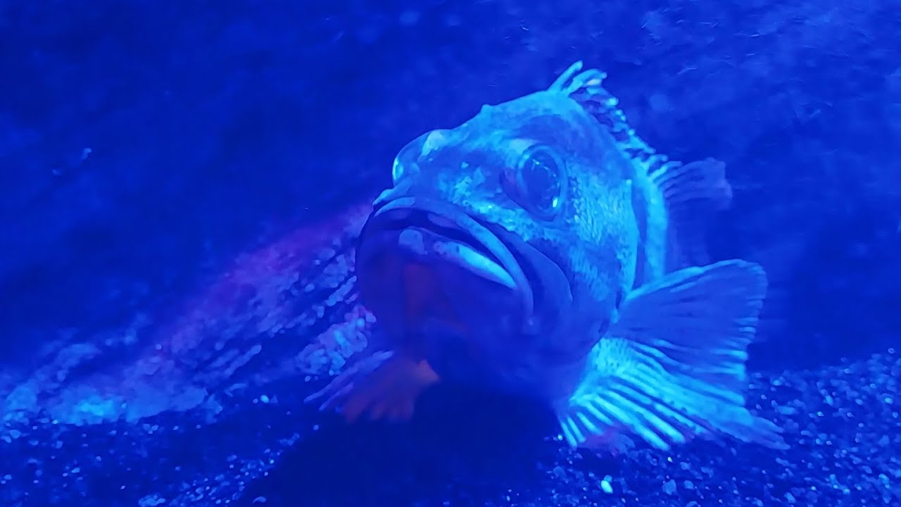 Aquarium de Canet en Roussillon ONIRIA