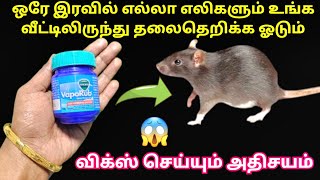 இன வரடம மழசம எல தலல வடடல இலலGet Rid Of Rateli Thollaikitchen Tips In Tamil