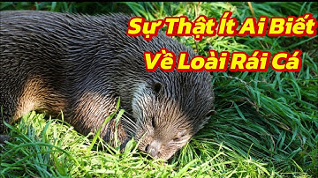 Sự Thật Ít Ai Biết Về Rái Cá - Kẻ Săn Mồi Đáng Yêu Nhất Hành Tinh