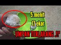 Ini baru umpan, 100% tampa essen ikan ganas luwarbiasa,