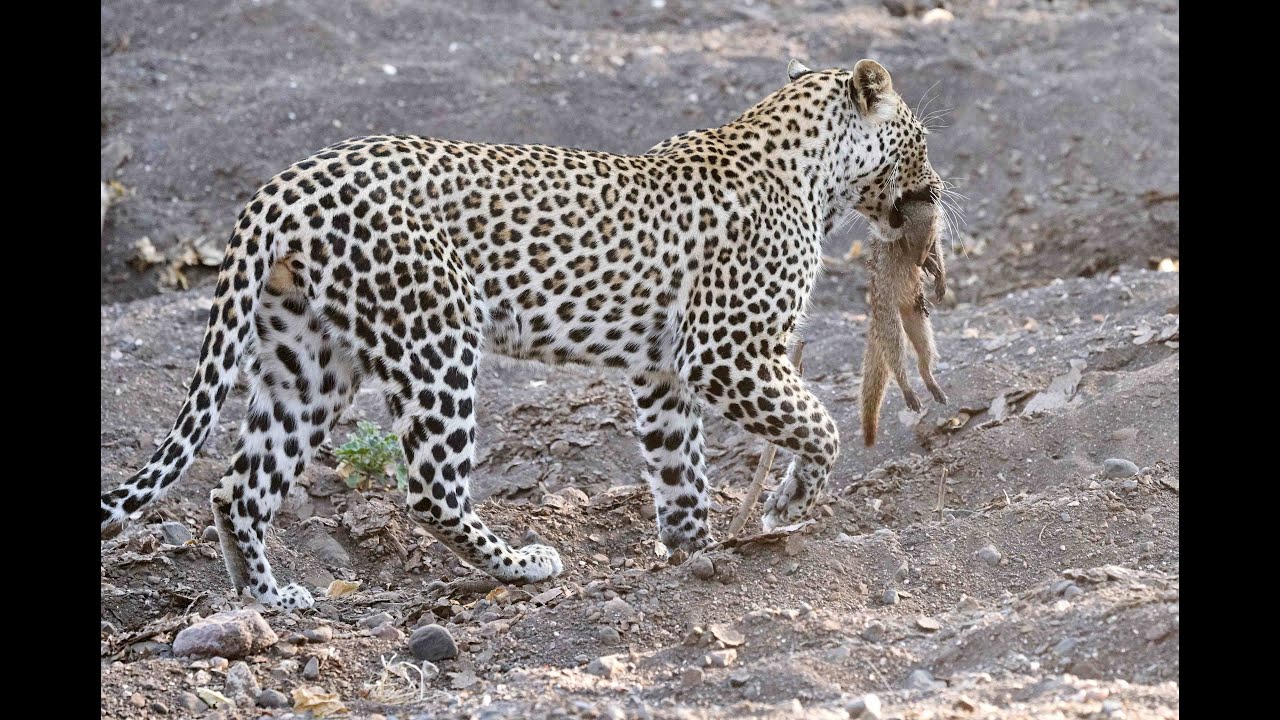 What leopards eat! - YouTube