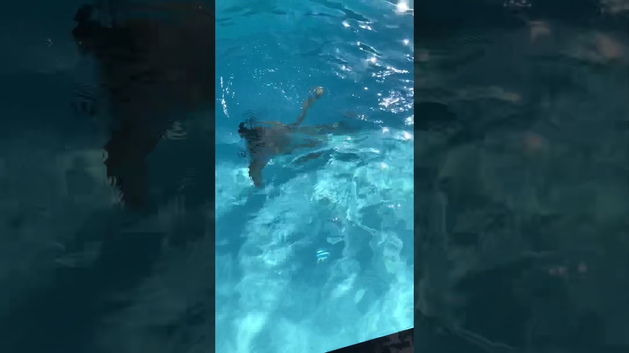 Zwemmen in het helderste zwembadwater? Een zwembad in je eigen tuin?