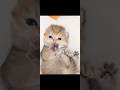 Kittens kneading 🐾