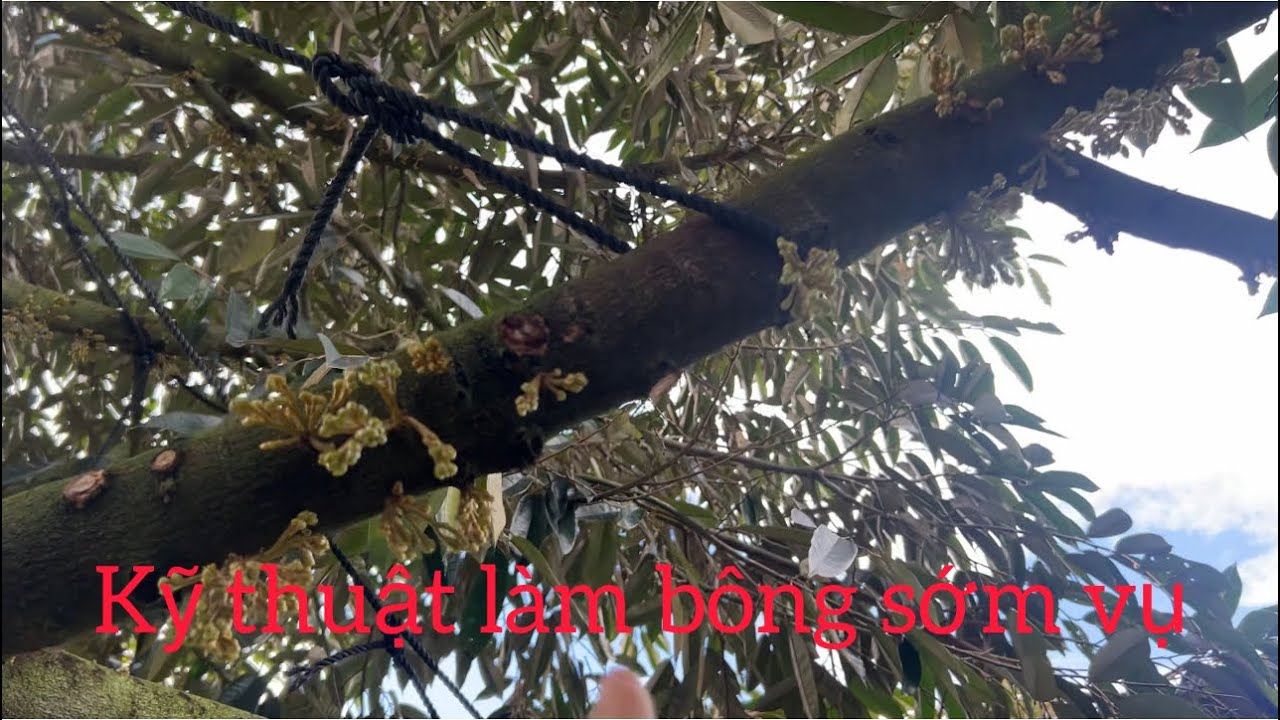 Thành công làm bông trong mưa