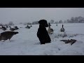 GoPro Goose Hunting