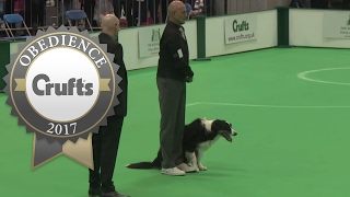 Obedience Championship  Dogs  Scent  Part 1 | Crufts 2017