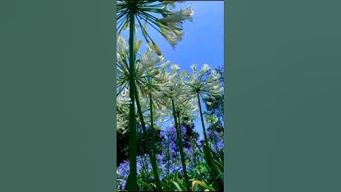 وَمَا تَوْفِيقِي إِلَّا بِاللَّهِ ۚ عَلَيْهِ تَوَكَّلْتُ وَإِلَيْهِ أُنِيبُ}[هود من الآية:88]، 