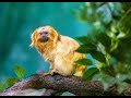 Positive News - Rarest Monkeys Now Number Close to 2,000 Thanks to One Man’s Passion