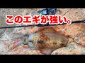 【エギング】風+波+濁りの中でもキロアップが釣れた"時合い"と安定感抜群のエギを紹介!!