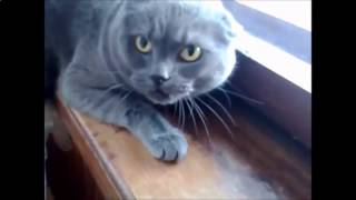 FUNNY CATS AND KITTENS EVER /забавные кошки и котята FUNNY CATS AND KITTENS EVER /забавные кошки и котята