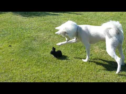 Japanese spitz american eskimo Cookie