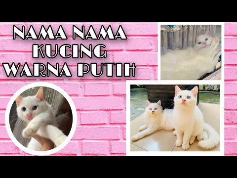 Video: Apa nama kucing putih yang baik?