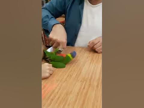 Cilgin lori papagan - YouTube