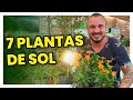 7 plantas para cultivar no sol | Conheça e aprenda como cuidar