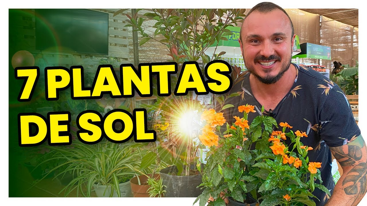 7 plantas para cultivar no sol | Conheça e aprenda como cuidar