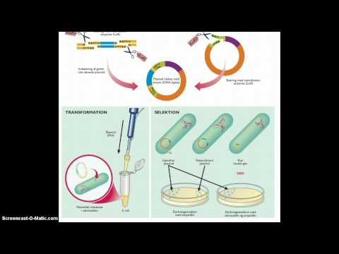 Video: Forskjellen Mellom Fotosyntetiske Og Kjemosyntetiske Bakterier