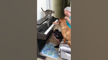 Thumbnail of Cat and Dog Play Fur Elise
