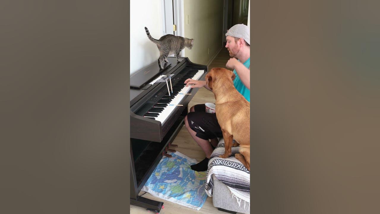 Cat and Dog Play Fur Elise