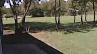 Wendy Chases Cat Out Of The Yard