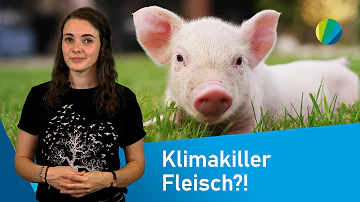 Warum ist Fleisch Klimaschädlich?