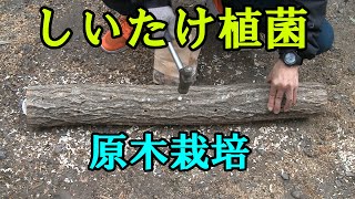 【しいたけ】しいたけ植菌