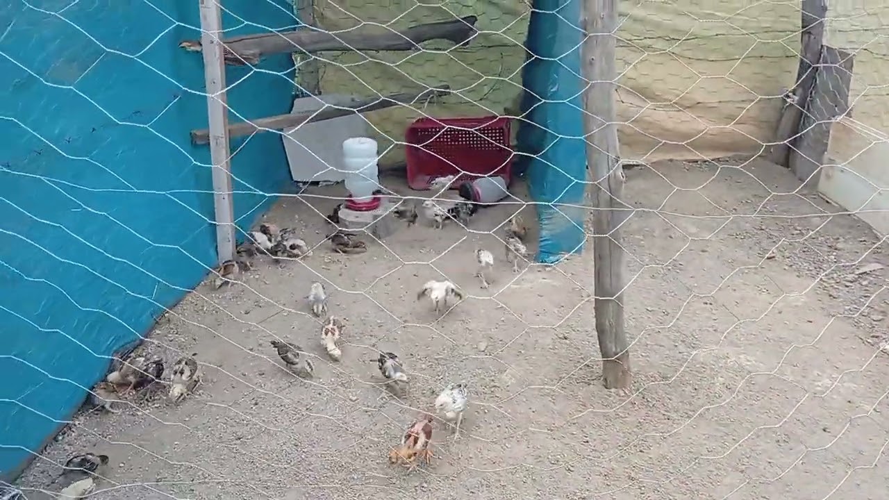 Veja como fazer um galinheiro para os pitinhos fica livre de predadores ,🐣🐣🐣🐣🐣