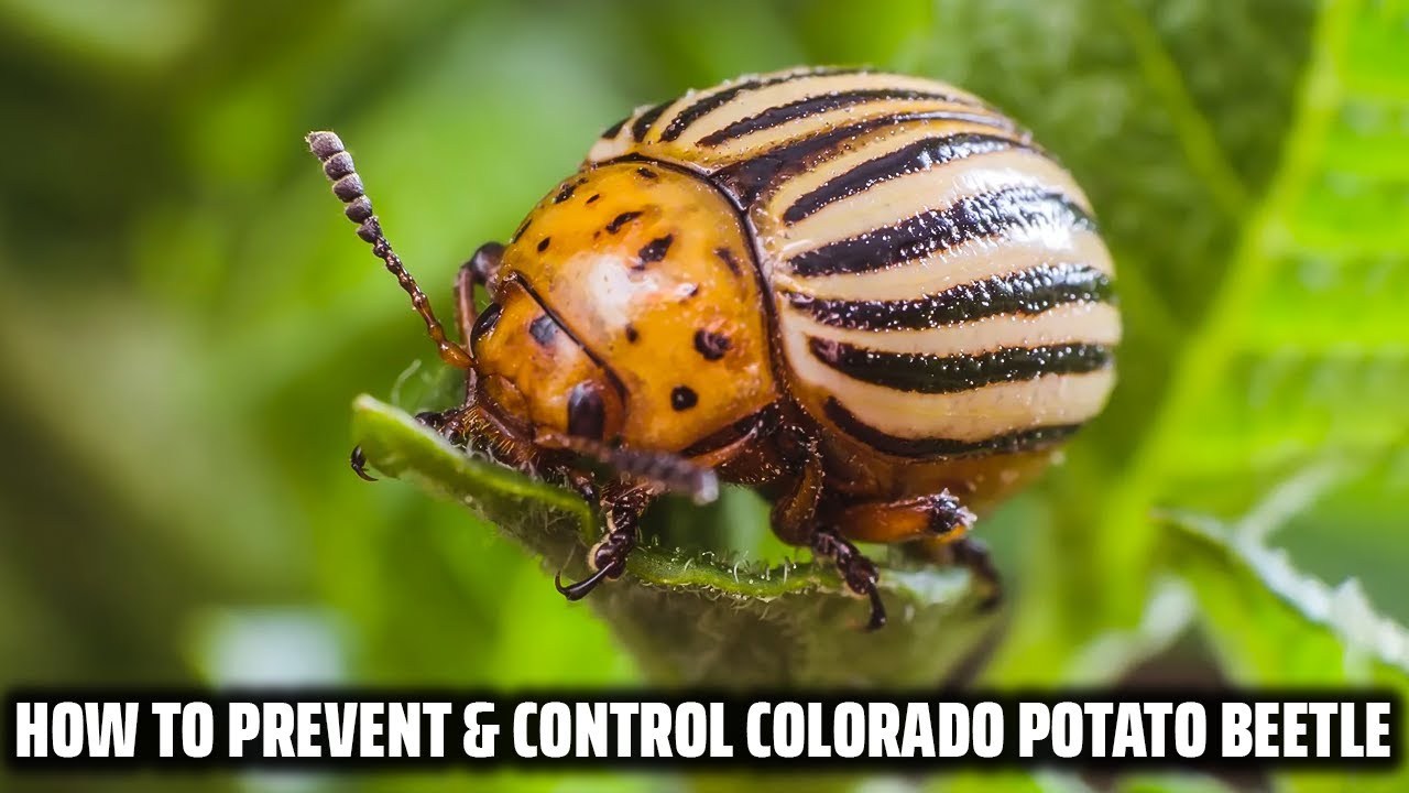 Colorado Potato Beetle How to prevent and control it YouTube