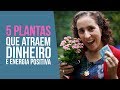 5 Plantas que Atraem Dinheiro e Energia Positiva | Nô Figueiredo