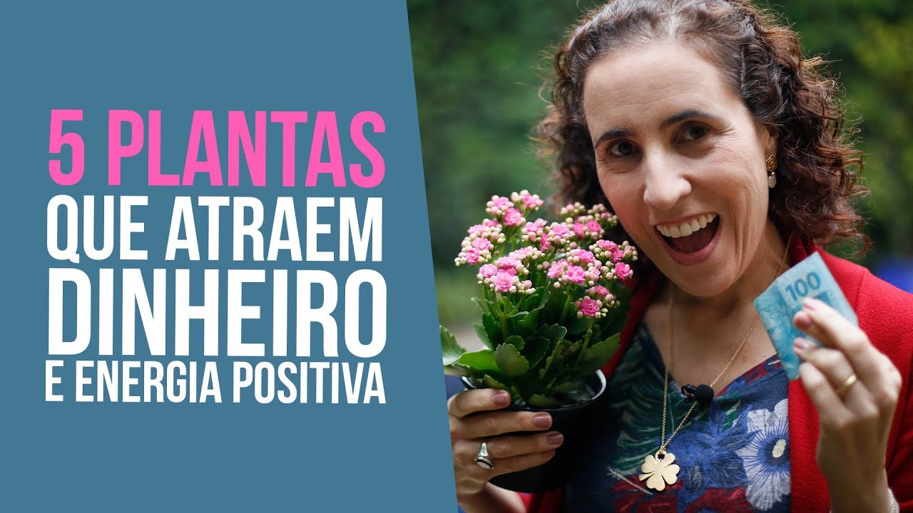 5 Plantas que Atraem Dinheiro e Energia Positiva | Nô Figueiredo - thptnganamst.edu.vn