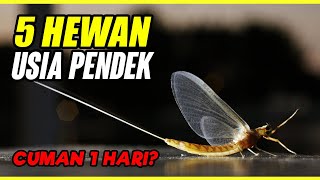 5 Hewan Dengan Usia Terpendek, Ada Yang Hanya Sehari