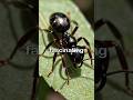 mysterious bullet Ant #facts #reels #animals #viral #wildlife #shorts #youtubeshorts #fun #nature