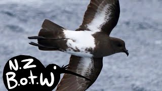 Black-bellied storm petrel - New Zealand Bird of the Week by Henry the PaleoGuy 1,793 views 8 months ago 2 minutes, 20 seconds