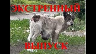 РАК грозит всему живому/Cancer threatens all living things