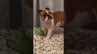 Ужинать!!! #shorts #bulldog #englishbulldog #cute #dog #shortvideo #shortsvideo #shortsfeed