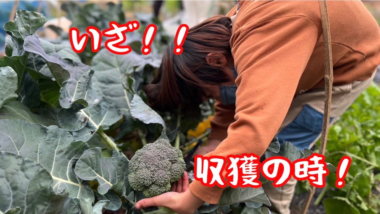 俺の農園 〜大収穫祭〜