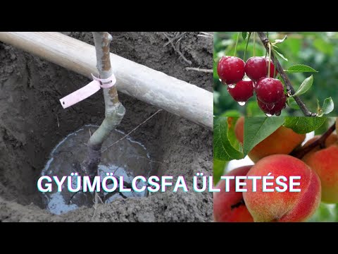 Videó: Gyümölcsfák a kertbe: fényképezés, ültetés, metszés