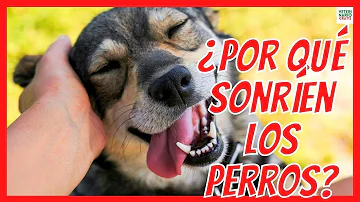 ¿Los perros pueden verle sonreír?