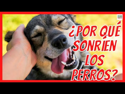 Video: Cómo hacer que un perro sonría