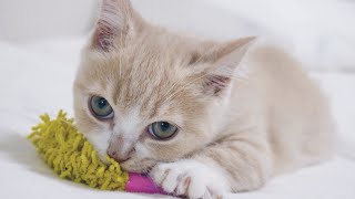 寂しさの現れ? 🥺 子猫のウールサッキング by マンチカンのとろ 10,261 views 3 years ago 2 minutes, 16 seconds