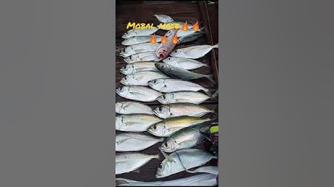 mancing rumah apung prigi/trenggalek