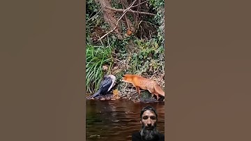 AL-IKHLAS #like #comment #viralvideo #quran #egzonibrahimi #سورة_الإخلاص #share &Subscribe✔️✔️✔️