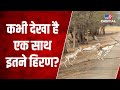 Bhavnagar के Antelope National Park के ये नज़ारा आपका दिल जीत लेगा | Deer Crossing Road