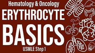 Erythrocyterbc Basics Hemeonc - Usmle Step 1