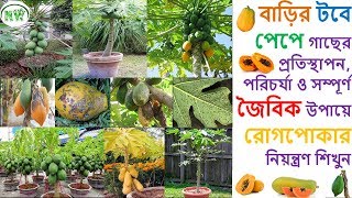 সহজেই বাড়ির টবে পেপে 🥑ফলানোর সম্পূর্ণ পদ্ধতি ও জৈবিক উপায়ে রোগপোকা নিয়ন্ত্রণ জেনে নিন।।