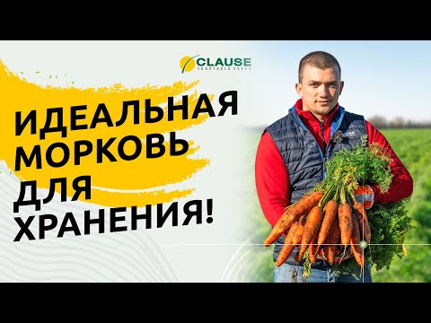 МОРКОВЬ ХРАНИТСЯ 8